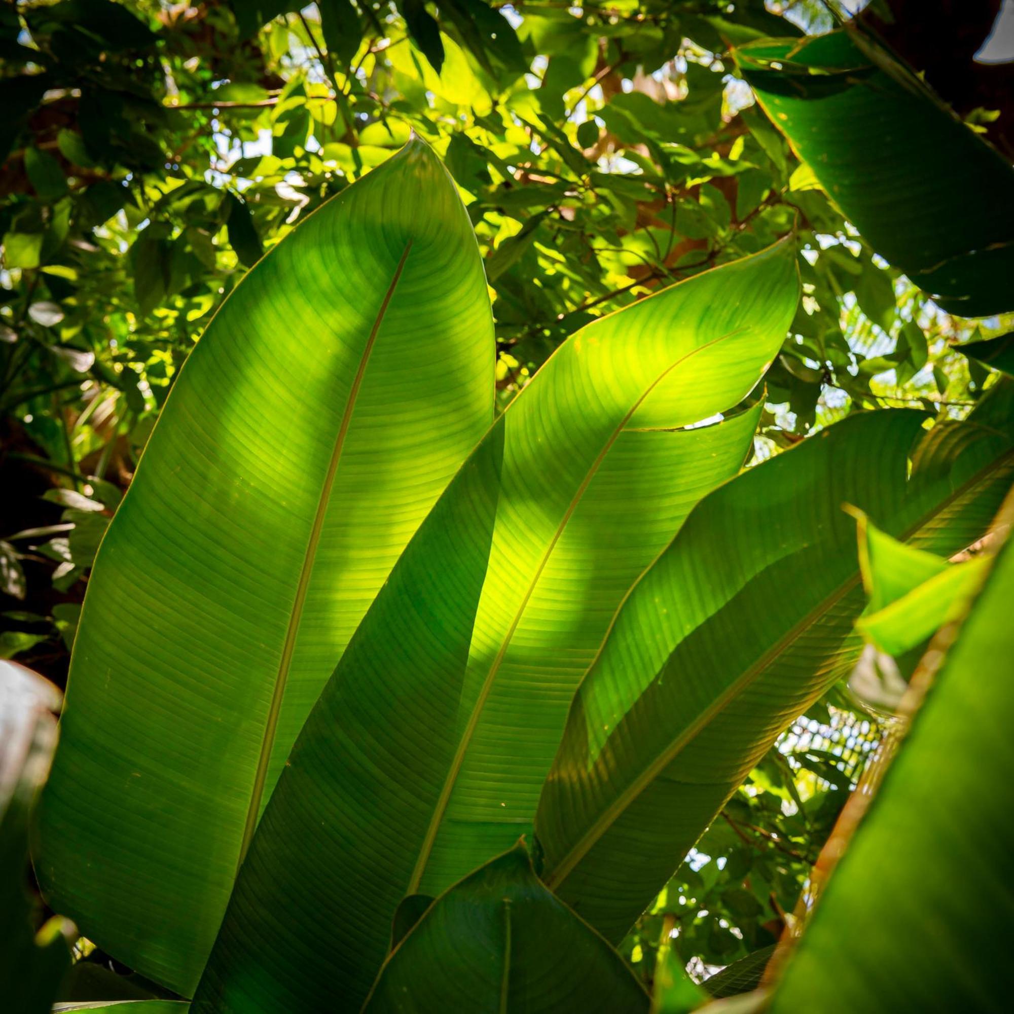 Bed and Breakfast Secret Garden Iguazu Пуэрто-Игуасу Экстерьер фото