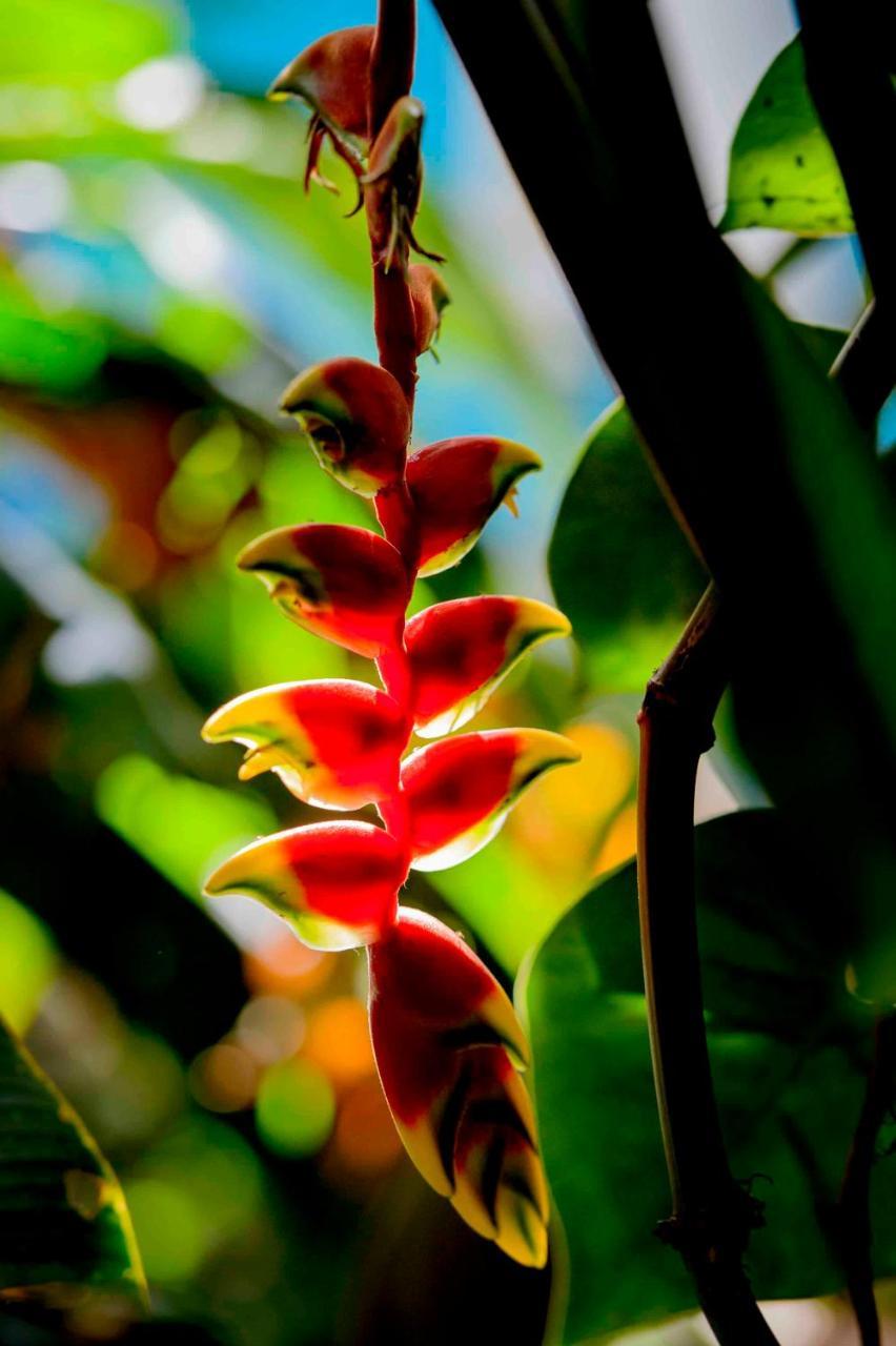 Bed and Breakfast Secret Garden Iguazu Пуэрто-Игуасу Экстерьер фото